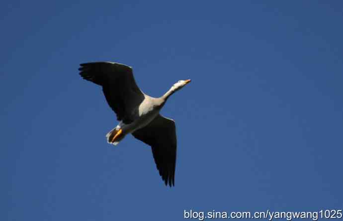 飞 wbr(斑头雁) wbr2 飞 wbr(斑头雁) wbr2