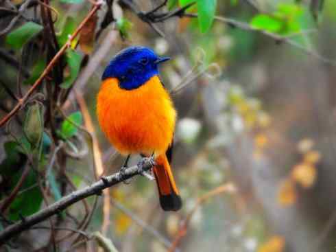 美丽无罪:雀鸟之红尾鸲 美丽无罪:雀鸟之红尾鸲