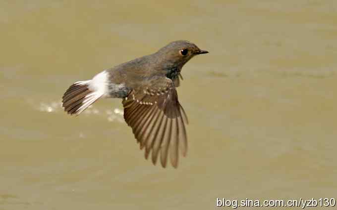 全方位观察红尾水鸲（组图）