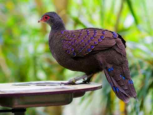 另类鸟类建筑师之二（褐背拟地鸦、雪雀）