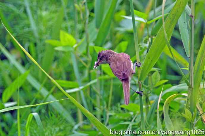 捉虫育雏的东方大苇莺（2）