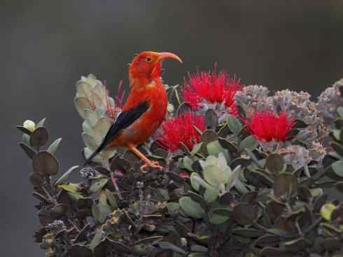 极品红色鸟类：镰嘴管舌鸟
