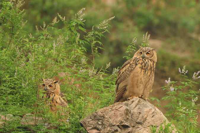 雕鸮15分钟内的憨态