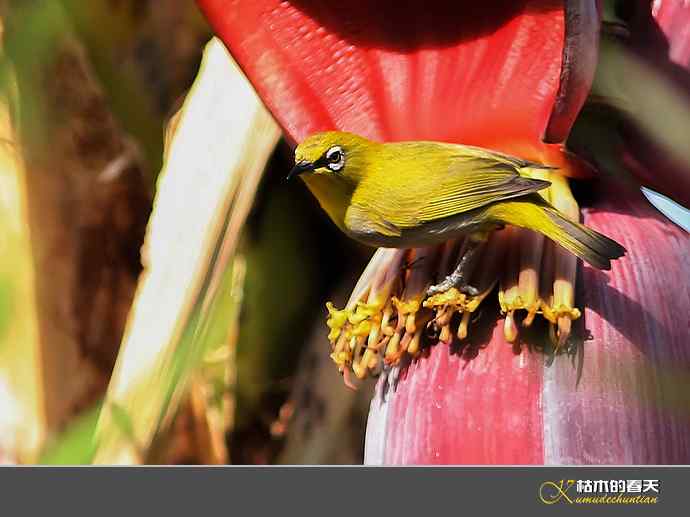 云南拍鸟：灰腹绣眼【实拍】