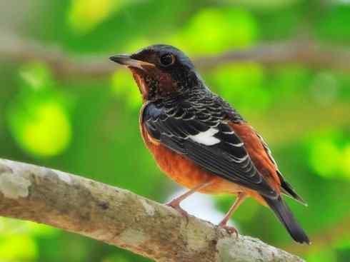 美丽无罪：雀鸟之矶鸫