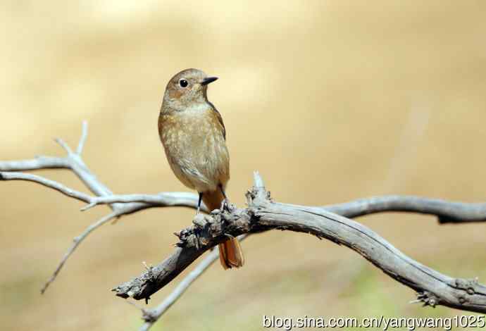 雌性北红尾鸲（6）