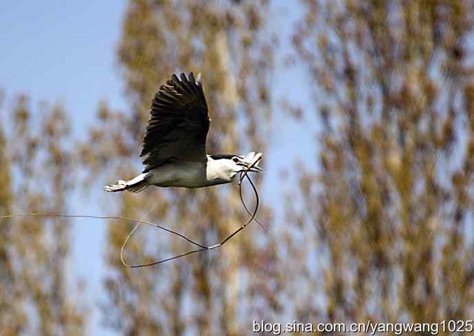 建家筑巢（夜鹭）