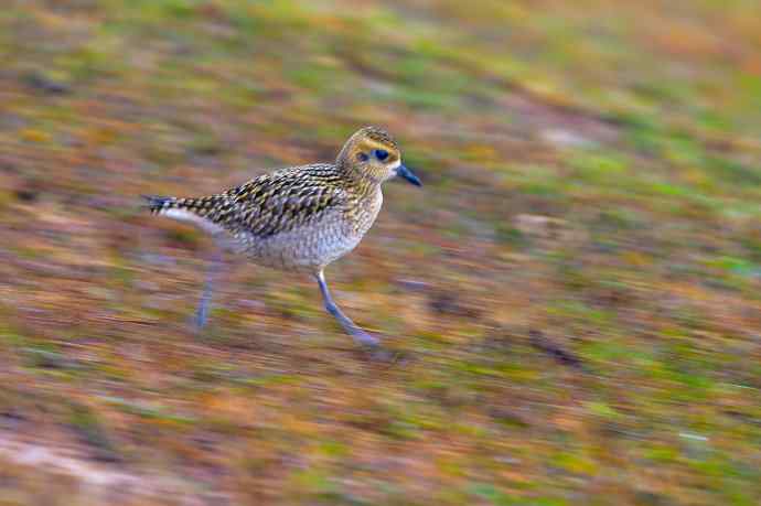 慢门拍摄金斑鸻奔跑所想到的