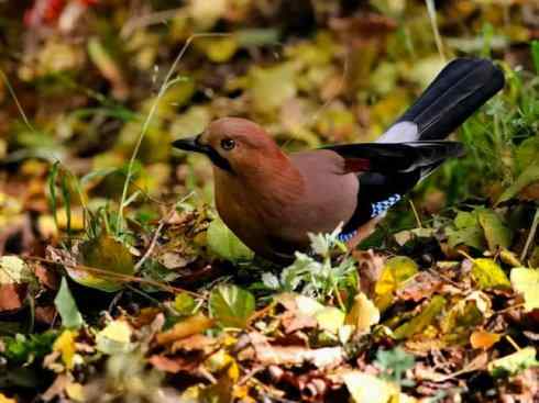 家禽驯化之源之二十九