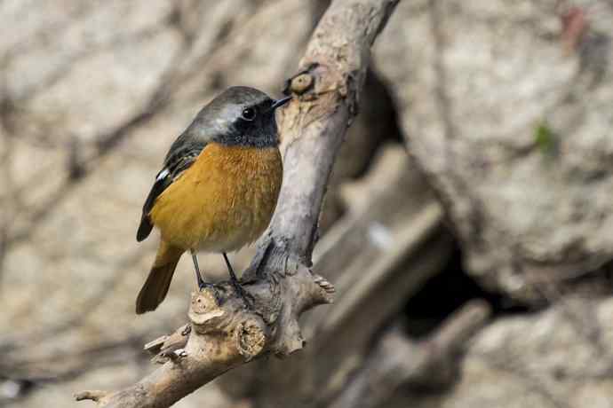 230.打鸟归来收获多多---2.北红尾鸲 230.打鸟归来收获多多---2.北红尾鸲