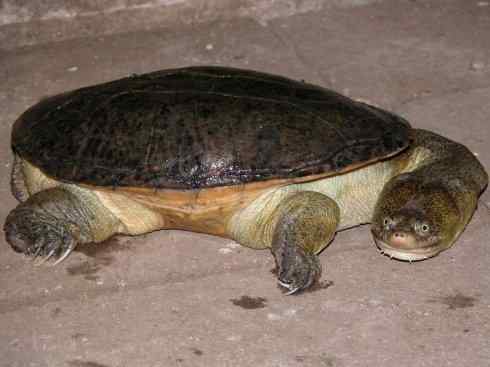 玄武：传说的兽原型探秘（澳洲长颈龟）