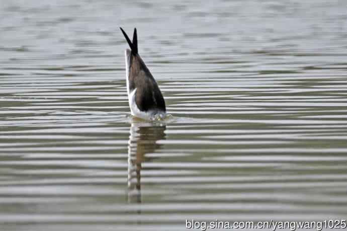 黑翅长脚鹬（6）