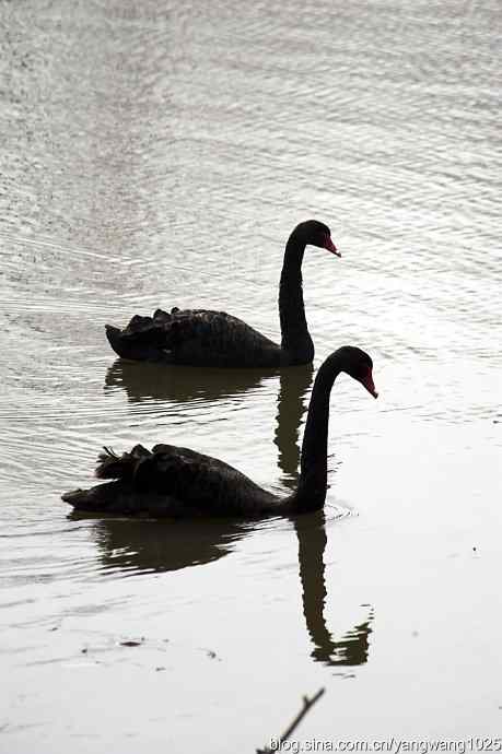 逆光拍摄黑天鹅 wbr1