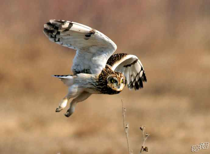 官厅水库&nbsp;wbr路&nbsp;wbr被喜鹊驱赶的短耳鸮