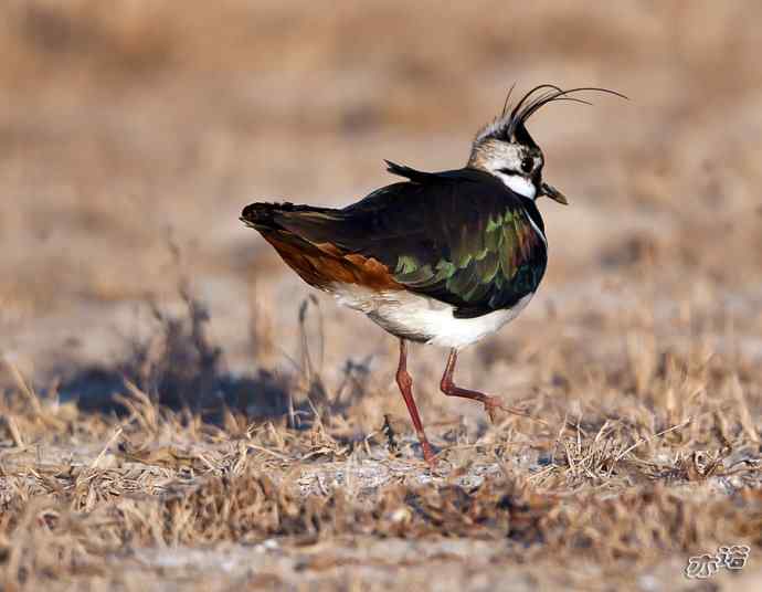 官厅水库&nbsp;wbr路&nbsp;wbr凤头麦鸡