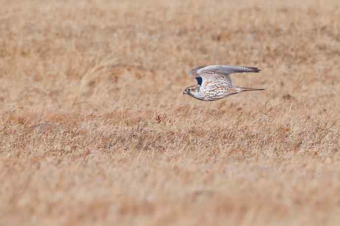 一组生境猛禽片
