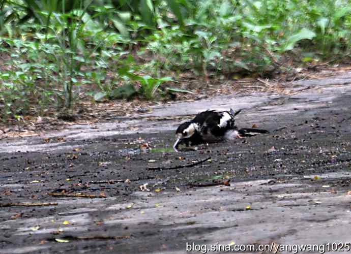 您见过啄木鸟洗澡吗？（记录版）