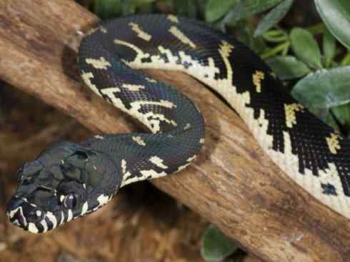 龙：传说的兽原型探秘（树蟒类）