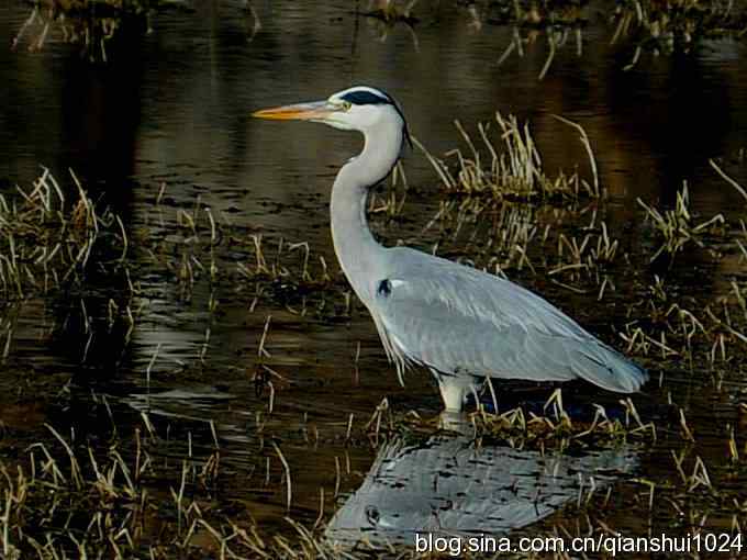 苍鹭抓鱼记(十渡) 苍鹭抓鱼记(十渡)