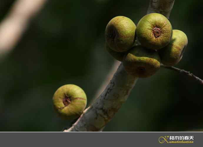 西双版纳拍鸟之一【实拍】