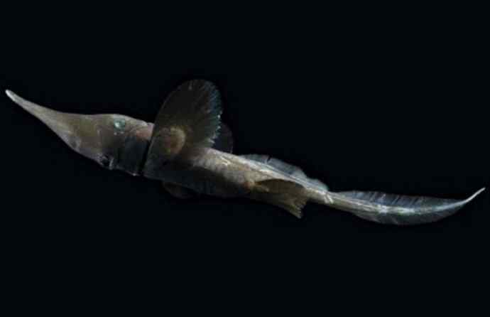 鱼类活化石：长吻银鲛