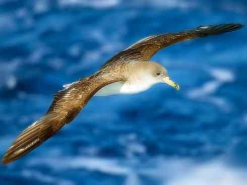 天生猎手：非猛禽类猎手之四（荒漠猎手走鹃）