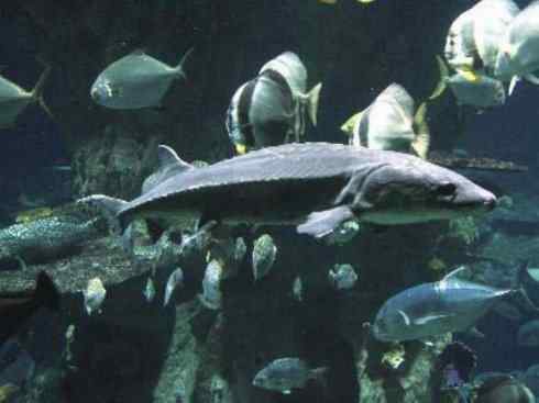 鱼类活化石：中华鲟