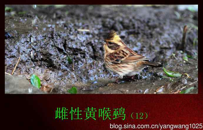 雌性黄喉鹀（12）