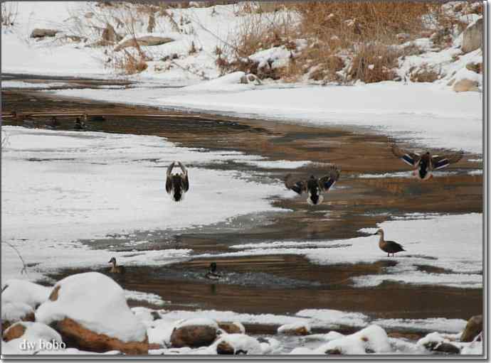白河峡谷 鸟的乐园