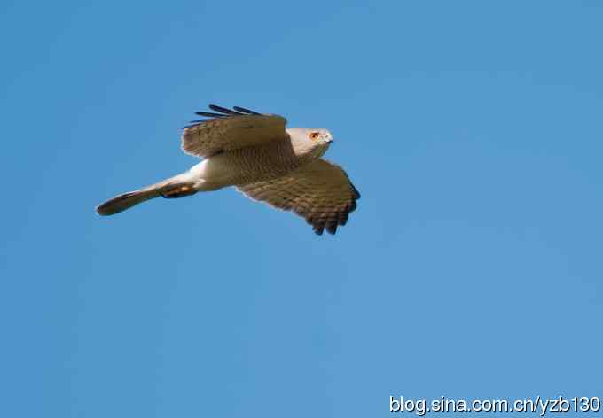 不小心拍到二级保护动物鈥斺敽侄ィㄗ橥迹8张图片）