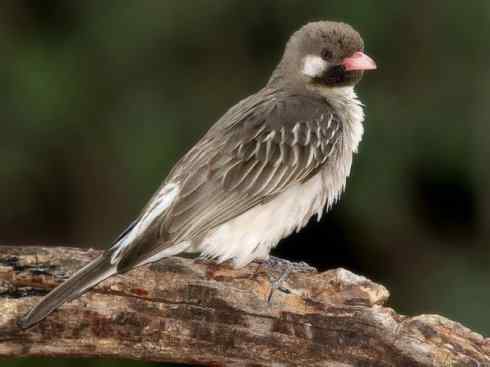 十大喜食蜂蜜动物：黑喉响蜜鴷