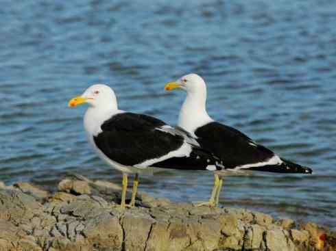白头鸟系列:另类的美丽(黑背鸥) 白头鸟系列:另类的美丽(黑背鸥)