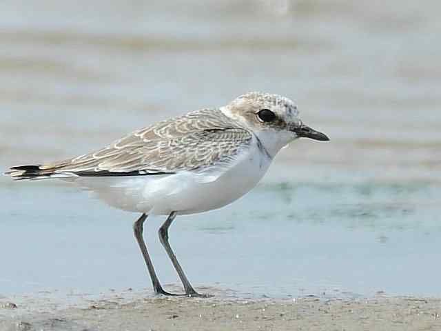 黄金海岸寻鹬 wbr赤土山桥赏鸟