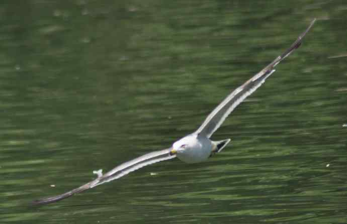海鸥与打架的鸿雁 海鸥与打架的鸿雁