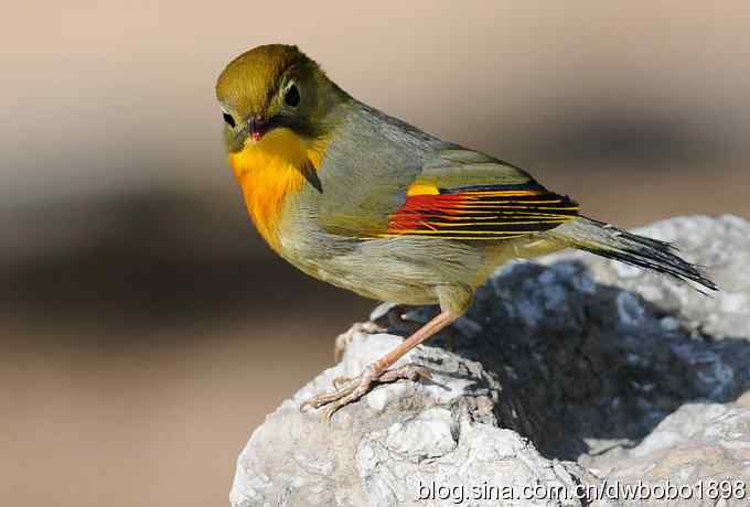 相思趣拍 贺三八国际妇女节