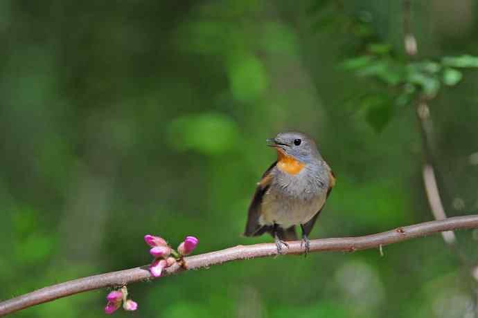 雄性红喉姬鹟（6）