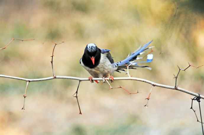 红嘴蓝鹊（11）