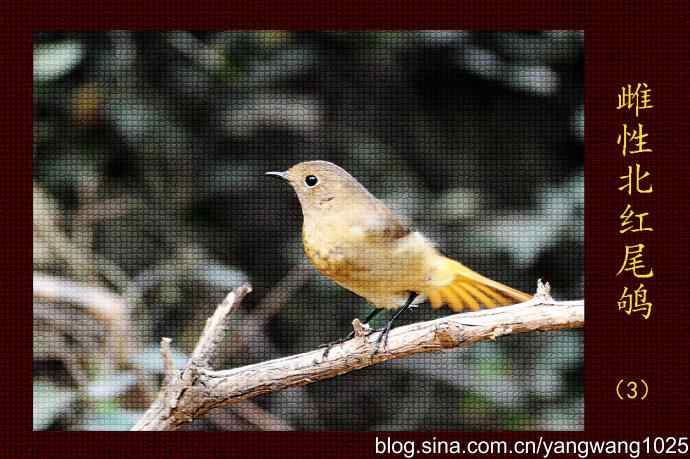 雌性北红尾鸲（3）