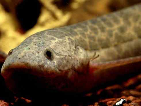 鱼类活化石：非洲肺鱼