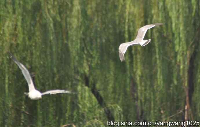 飞（夜鹭） wbr1