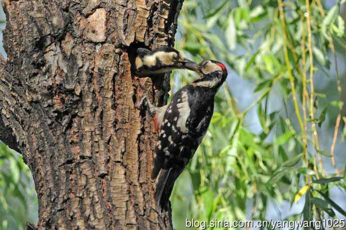 父子情深的大斑啄木鸟（1）