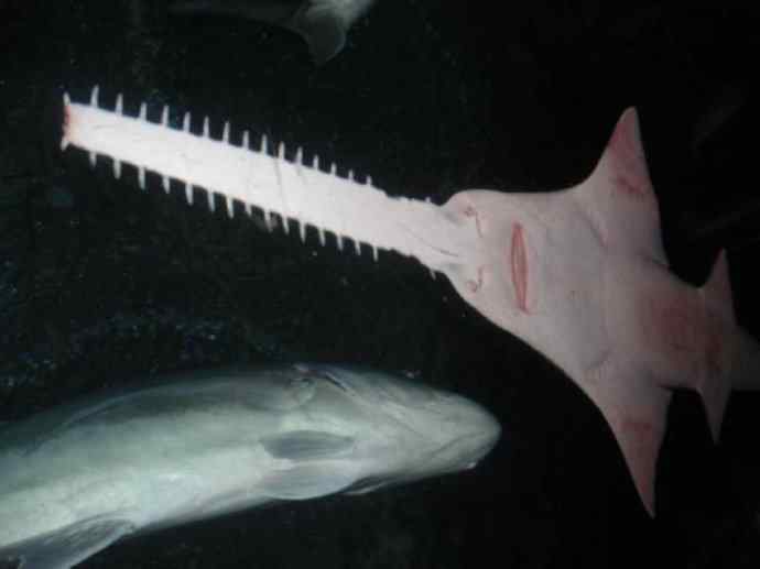 鱼类活化石:锯鳐 鱼类活化石:锯鳐