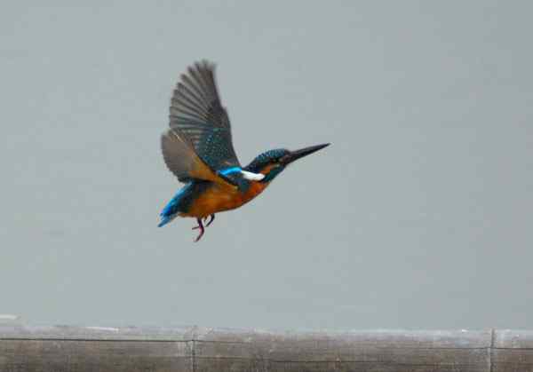 与小翠的亲密接触，珠海独行（三）（组图）