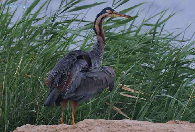 衡水湖：草鹭苍鹭黄苇鳽（终结篇）