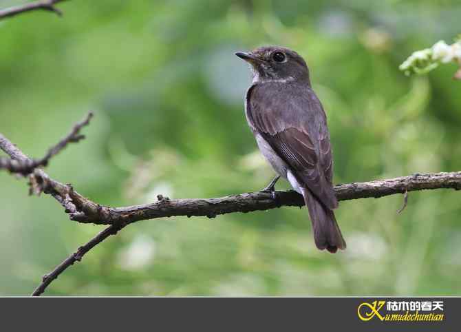 迁徙前哨鈥斺斘邡O【照片】