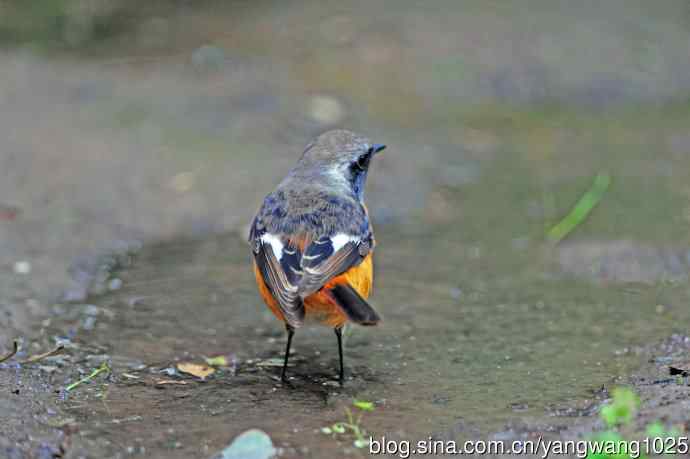 雄性北红尾鸲（14）