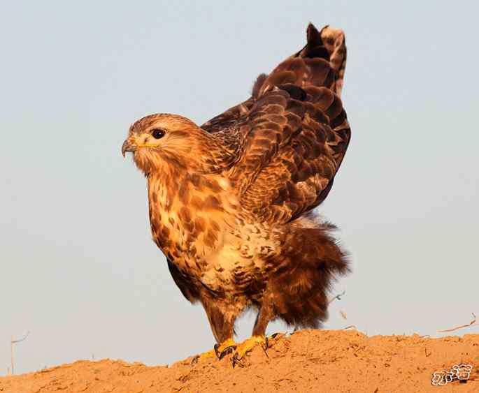 官厅水库&nbsp;wbr路&nbsp;wbr沐浴夕阳的大鵟