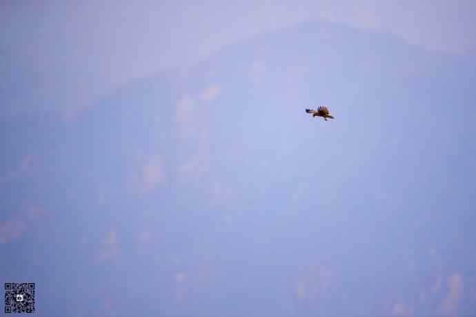 野鸭湖的普通鵟 野鸭湖的普通鵟