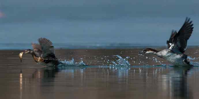 白秋沙鸭抢劫小