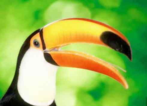 十大喜食蜂蜜动物:黑喉响蜜鴷 十大喜食蜂蜜动物:黑喉响蜜鴷